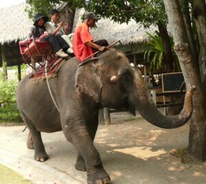 タイでの象体験