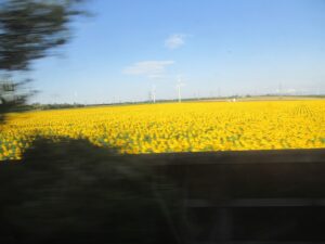 ひまわり畑にある風力発電