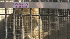 動物園のライオン